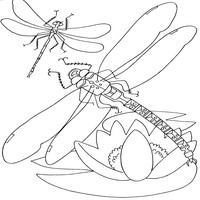 Раскраски с насекомыми - стрекозы