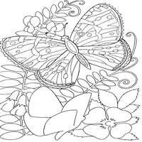 Раскраски с насекомыми - бабочки в цветах